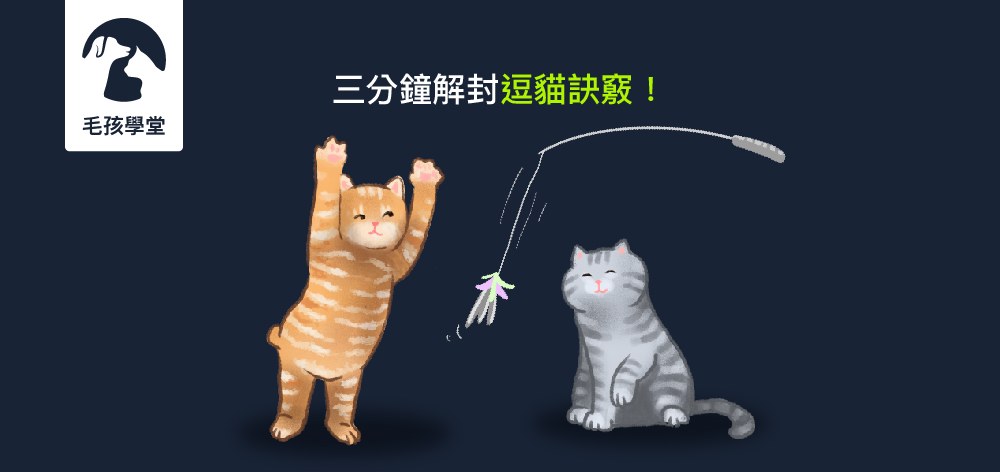 跟寵物行為師Jenny一起 三分鐘解封逗貓訣竅！